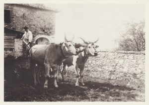 02 Lo scarico del carro - Montefioralle (Greve in Chianti)