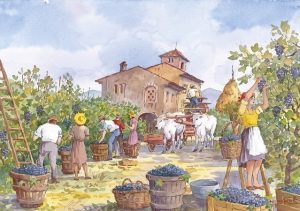 13 Vita Rurale - Raccolta dell'uva (la vendemmia)