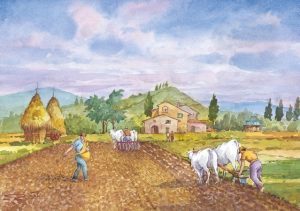 COD: 18 Vita Rurale - La semina