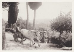 03 Partenza giornaliera verso i campi - Montefioralle (Greve in Chianti)