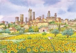26 S. Gimignano - I girasoli guardano il sole e ... le belle torri