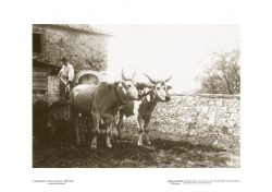 Poster 01 Montefioralle: Greve in Chianti (1890-1920), Lo scarico del carro