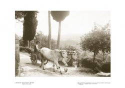 Poster 02 Montefioralle: Greve in Chianti (1890-1920), A lavoro verso i campi